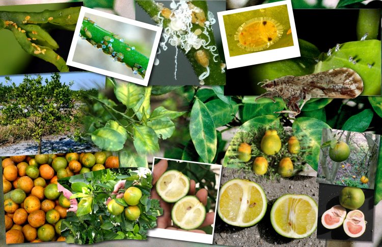 Follow the devastating trail of citrus greening.