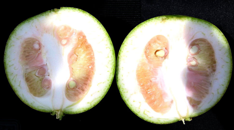 Example of Citrus Greening Fruit Deformity