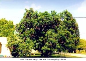 MIke's Mango Tree wweighed down with fruit