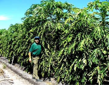 Papaya grove. Click to enlarge picture