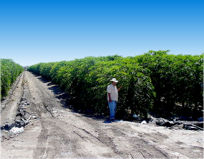 Papaya Groves. Click picture to enlarge.