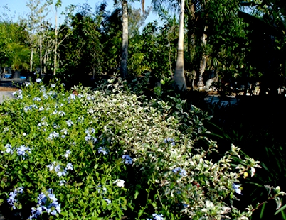 Powell's Nursery