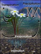Click to enlarge image Transpiration