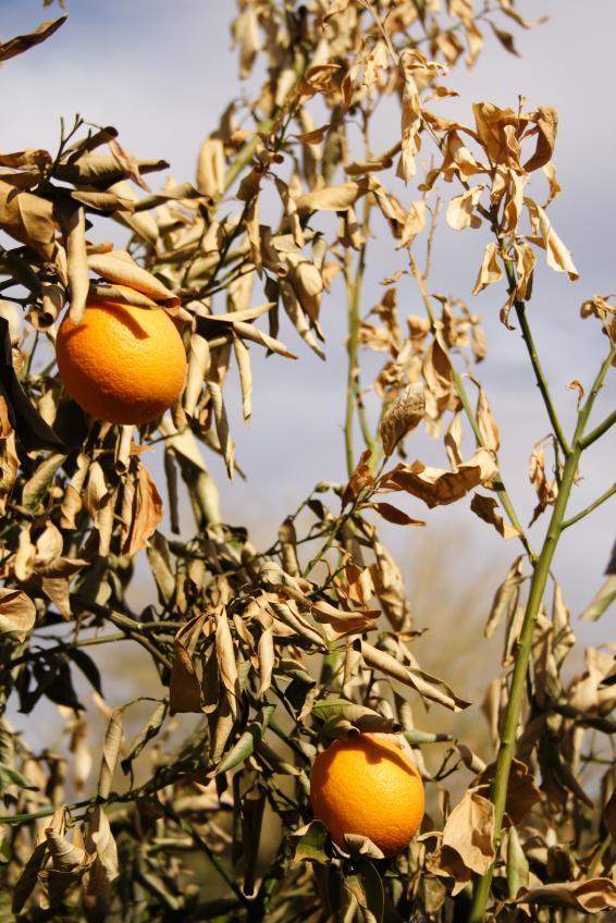 Cold temperatures freeze the "blood" plants depend upon for life and vitality.
