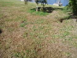 No area of the lawn is spared this dreaded condition