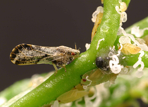 Asian Citrus Psyllid