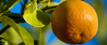 Healthy, Pest-Free Oranges are Possible without POISONS!!!
