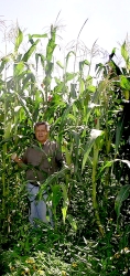 Click to eenlarge. 2nd corn crop of the year is twice the height and 4 X's the yield!
