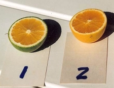 Cut side by side orange comparison