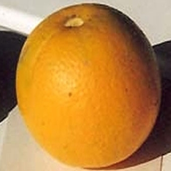 Jim's botanically washed orange
