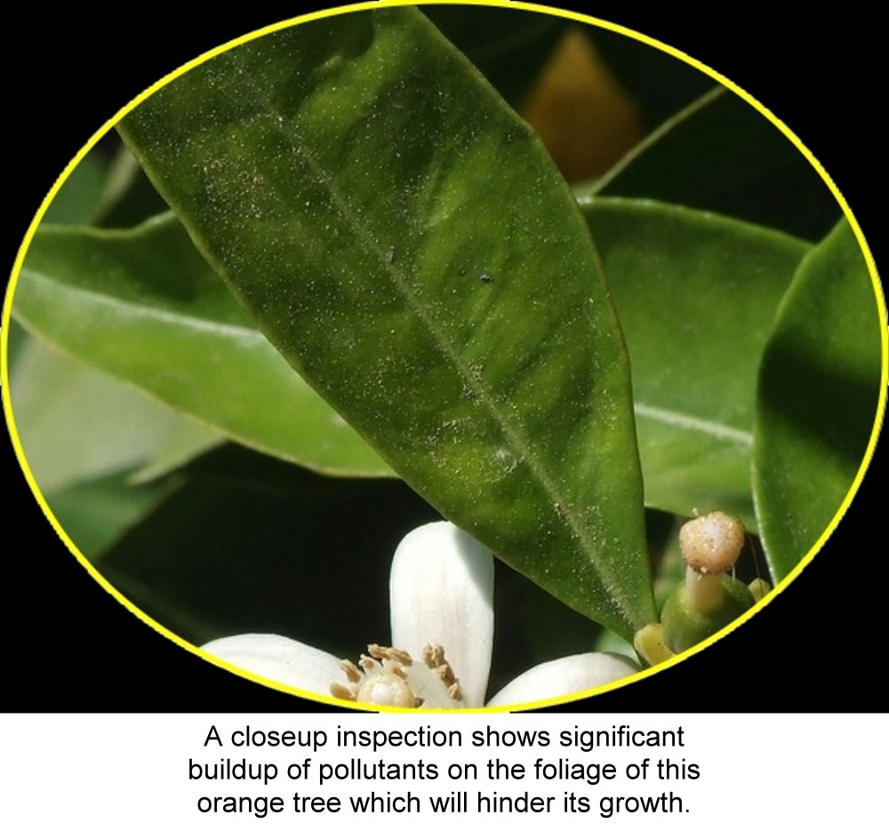 Click for larger image Detail of dirt on orange tree