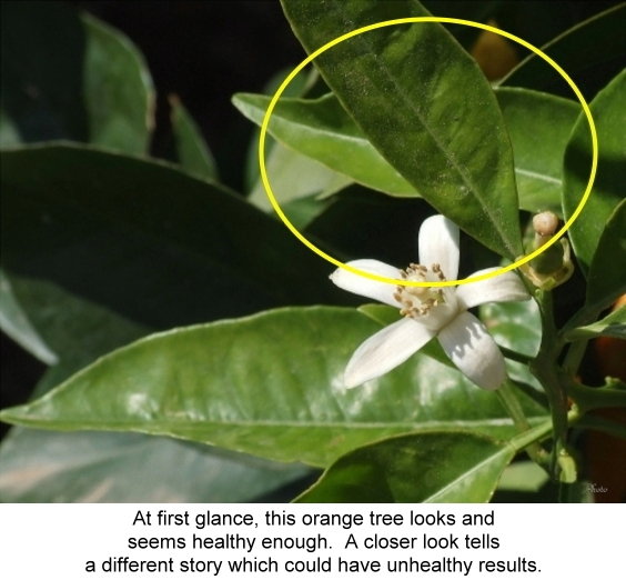 Click for larger image Detail of an orange tree
