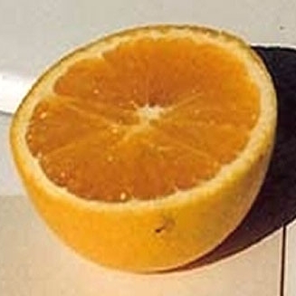 Jim's cut CleanPlantsHappyPlants(tm) treated orange