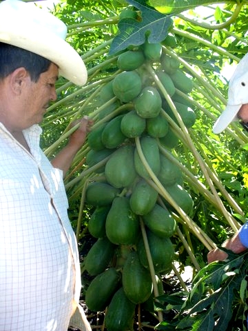 Even the young trees are producing in record volumes.