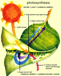 The plant's "skin" takes part in a host of functions.