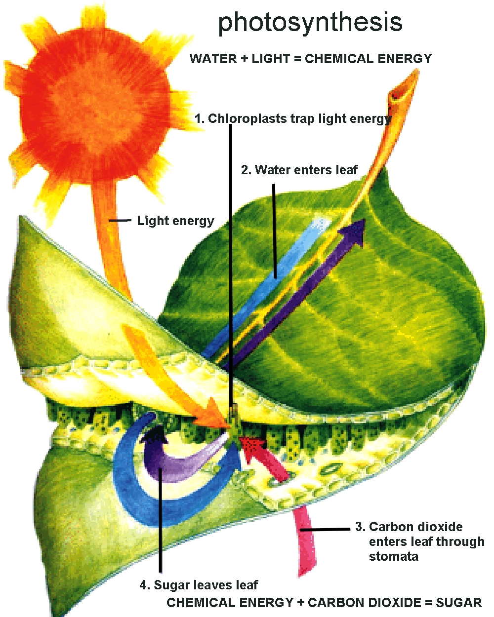 Illustration of photosynthesis