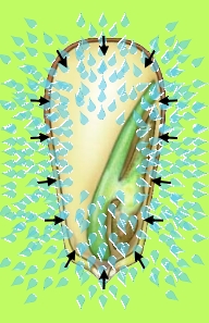 Illustration of Seed with CleanPlantsHappyPlants Awake-N Upstart SBR(tm)
