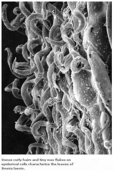 Click to enlarge image. Tiny white flakes are plant's own wax